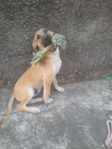 Adoção responsável para o Max