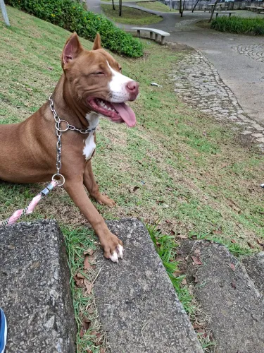 Filhote pit bul