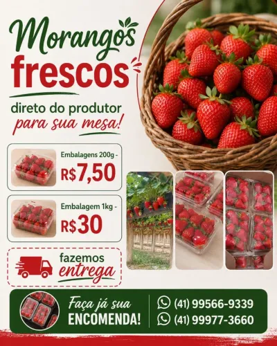 Morangos frescos direto do produtor