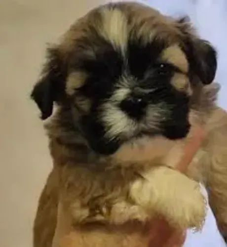 Poodle com shitzu passo cartão lindos