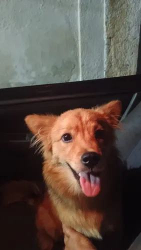 Doação de cachorro pequeno porte 
