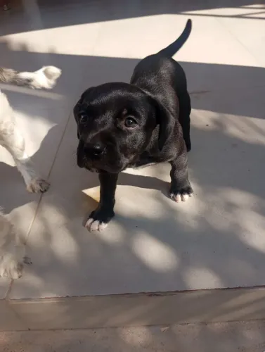 Filhote Pitbull fêmea