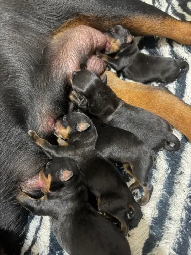 Filhote de rotweiller