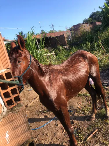 Cavalo 