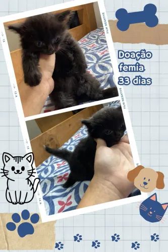 Doação de gatinhos filhotes de 40 dias já comem ração de filhote