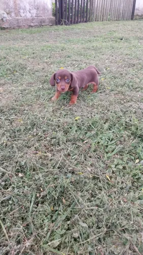 Filhote de Dachshund macho chocolate
