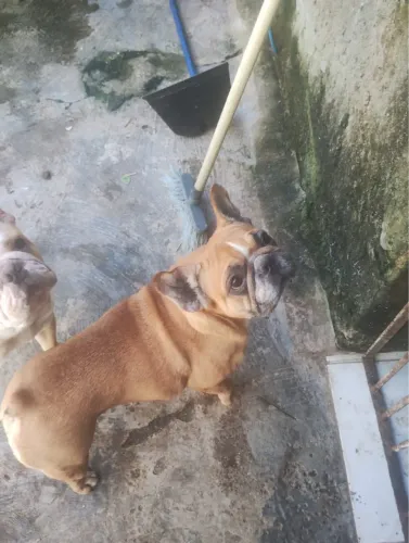 Casal de Bulldog