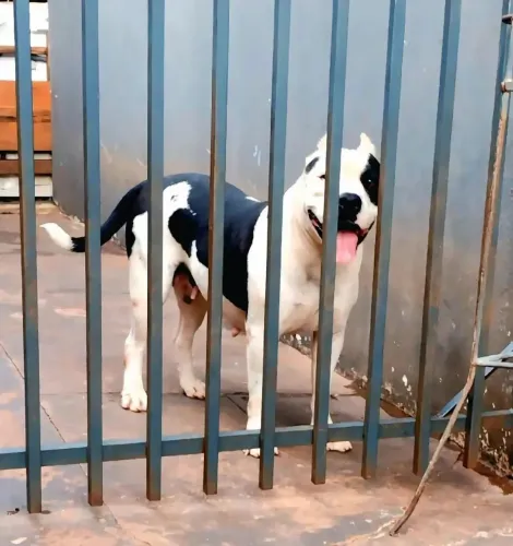 Tô vendo é da raça pitbull por r$ 900 fêmea boa para guarda orelha cortada três anos