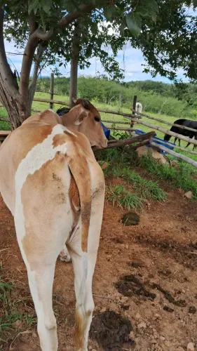 Novilhas nelore pintada 