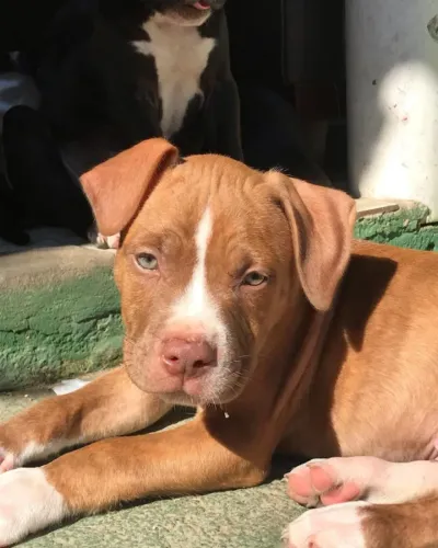Doação de filhotes pitbull