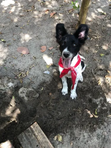 Cachorro para adoção