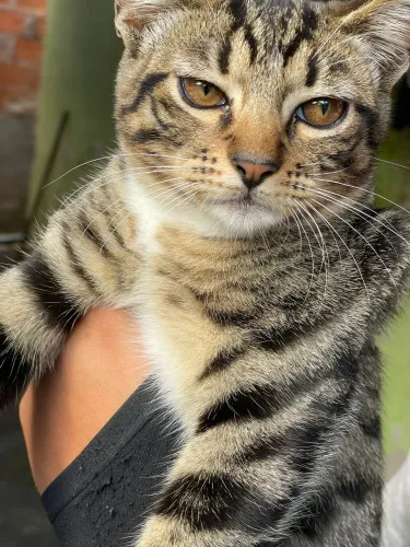 Gatinho macho Doação responsável!
