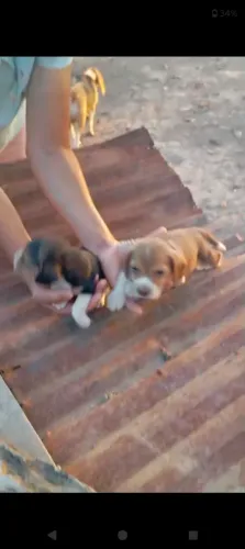 Filhote de beagle