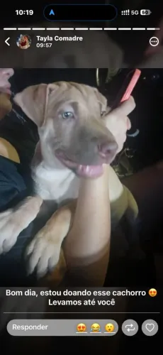 Vendo este cachorro ? Pitbull com charpei