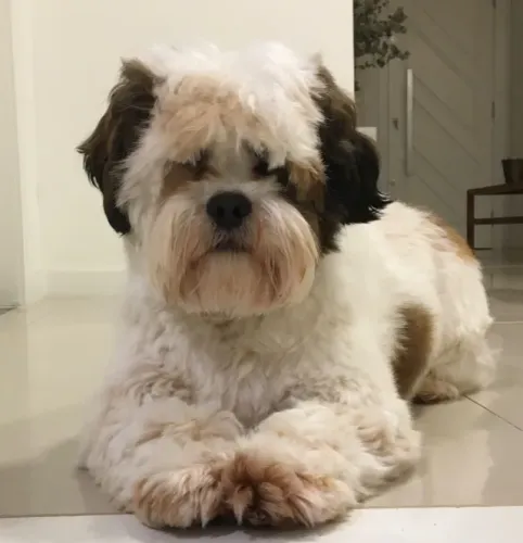 DOAÇÃO - LHASA APSO MACHO 12 meses, castrado e com todas as vacinas em dia. Precisa de um 