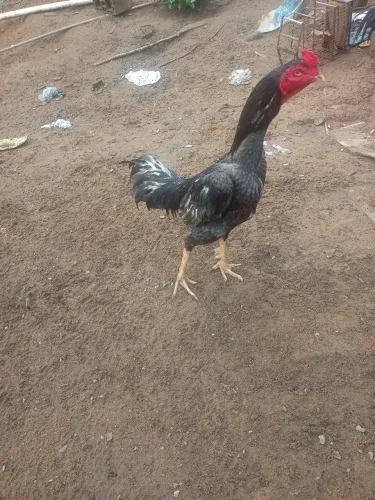 Galo de raça, raça caboco