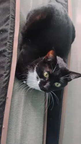 Doa-se gato macho 