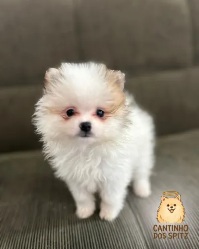 Lulu da Pomerânia Anão - Spitz Alemão