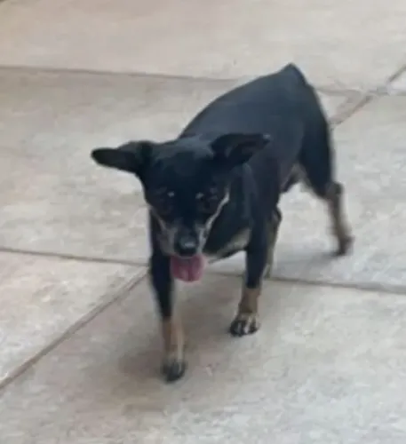 Pinscher