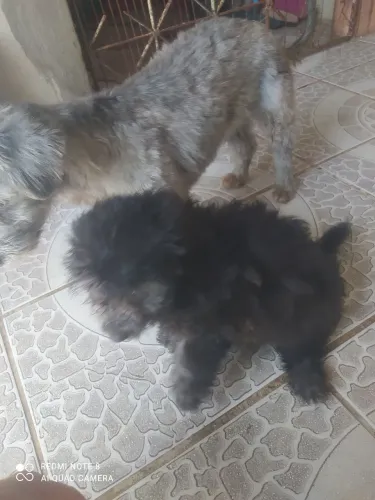 Filhote de poodle com yorkshire 2 meses