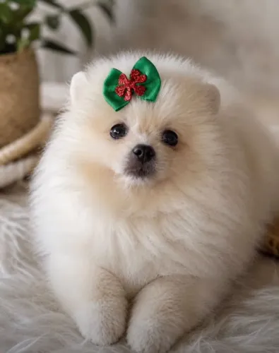 Lulu da Pomerânia