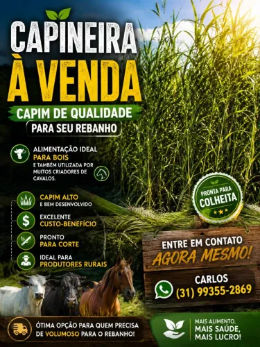 Capinheira 