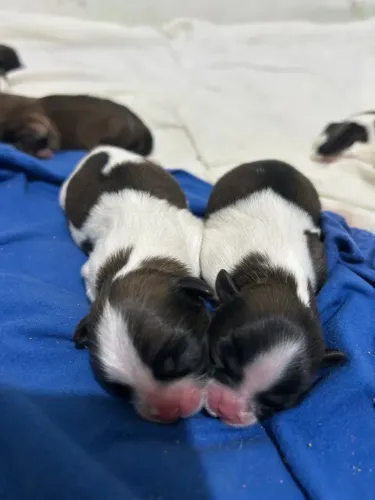 Shihtzu