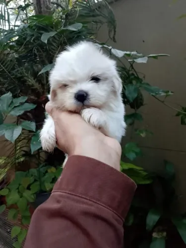 Shih Tzu Branco Macho