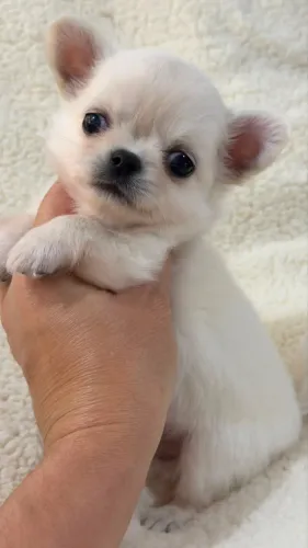 Chihuahua mini para pessoas exigentes