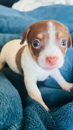 Filhote Pinscher Macho