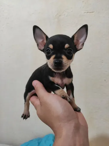 Pinscher Zero de procedência