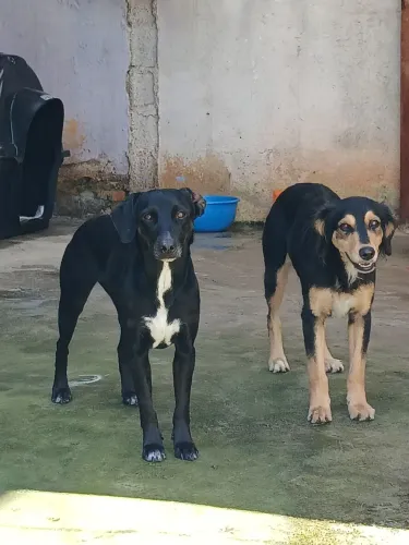 Adoção