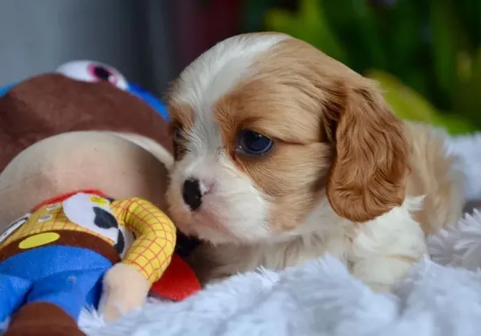 Elegância e carinho: Cavalier com laudo veterinário ? 12x sem juros