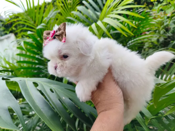 Shih Tzu mini