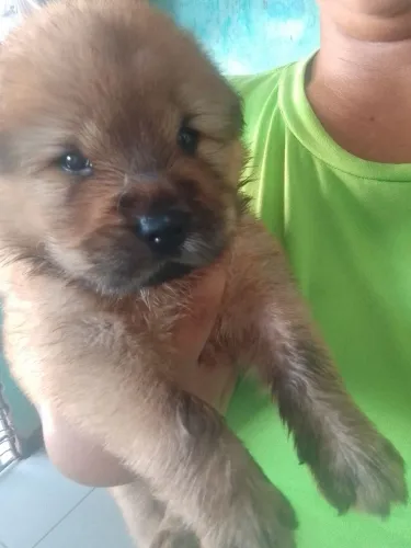 Chow Chow//