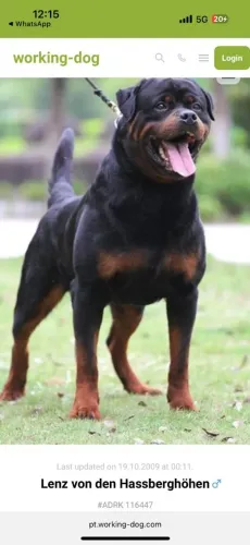 Filhotes com Pedigree A Venda