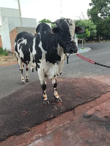 Boi de andar a venda 