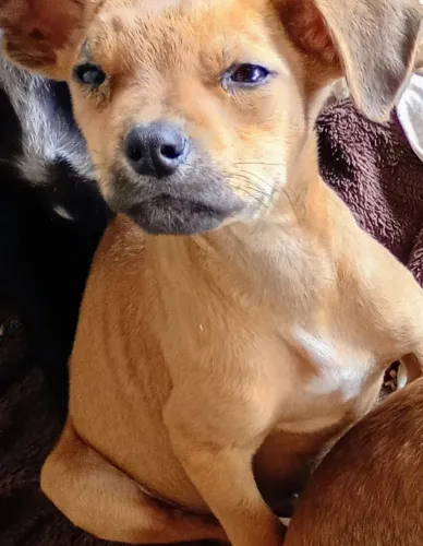 Doa se. 2 cachorrinho 1 fêmea 1 macho 