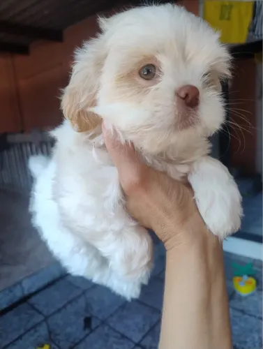  Shih Tzu entre os cães pequenos mais escolhidos