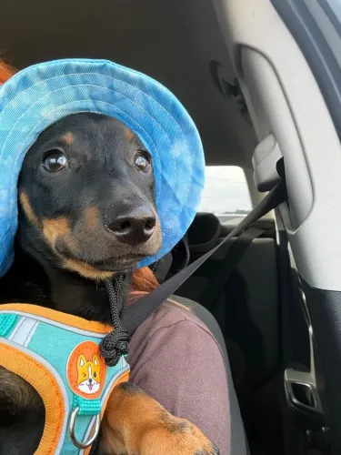 Dachshund macho 5 meses