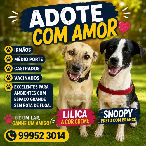 ADOÇÃO