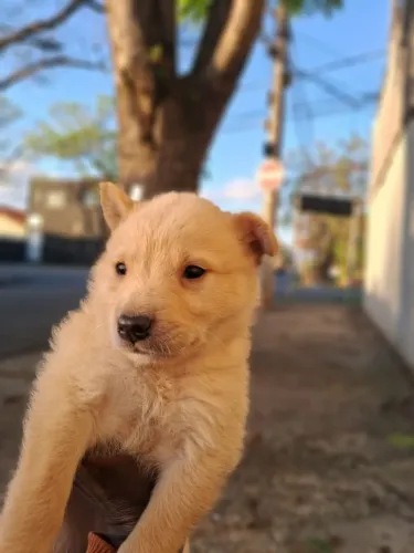 Doa-se filhote de cachorro macho