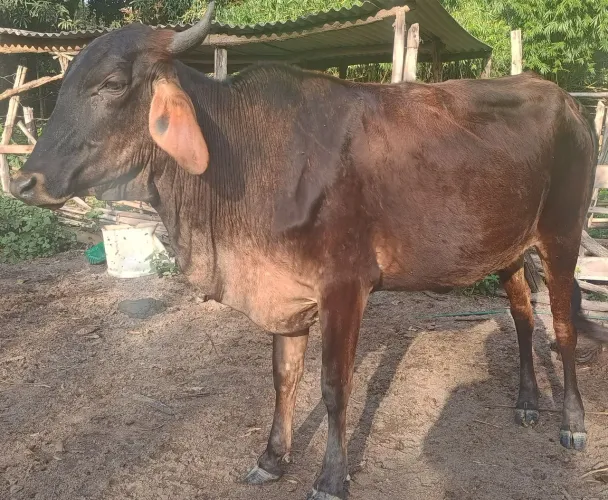 Novilha de inseminação 