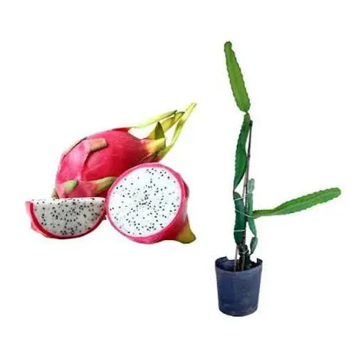 Pitaya 