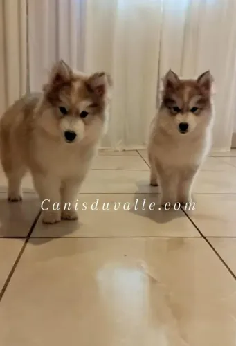 HUSKYS SIBERIANOS  (CBKC) DISPONÍVEIS