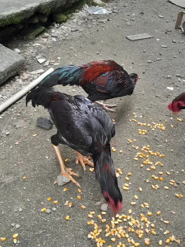 Vendo 1galo caboclo e dois frangos ambos barbudos mestiços