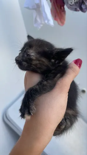 Gatinhos para doação