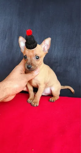 Pinscher macho e fêmea com vacina