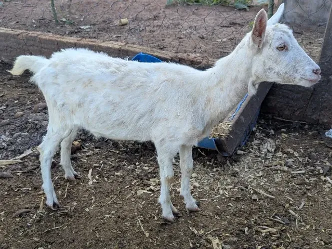 Cabras a venda