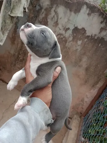 filhotes de starfoshare , todos macho com a primeira vacina e vermífugo aplicados.